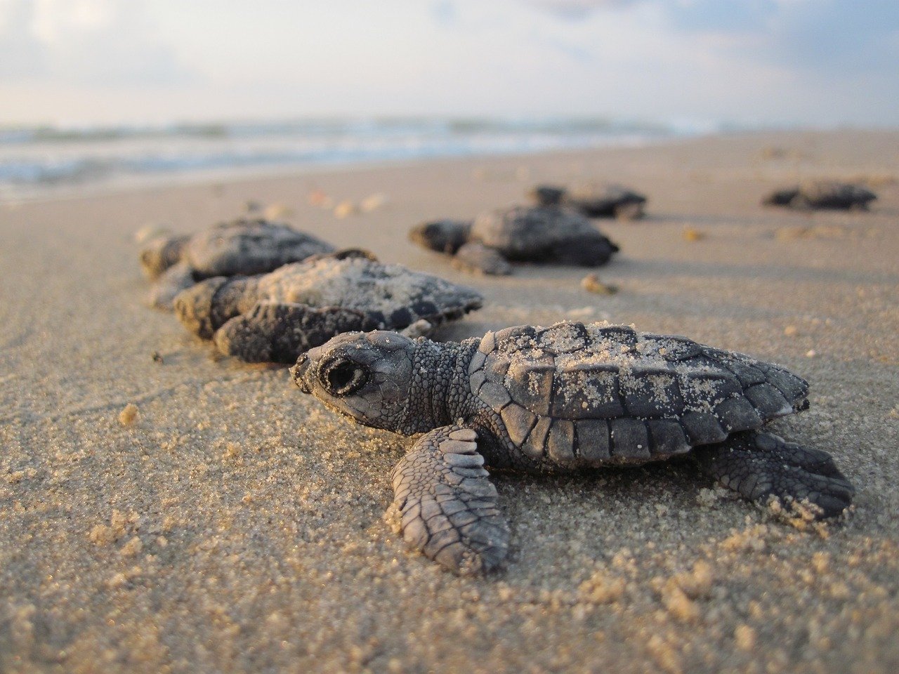 tortues marines 